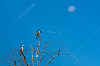 Cormorant Ducking from a Plane