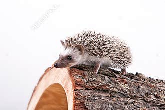 Hedgehog in a pine wood