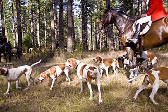 Blood Hound Dogs