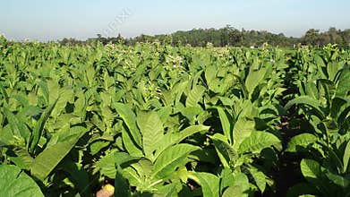 Tobacco fields in the morning
