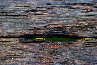 wood, pattern, background, rings, nature, old, park, tree, botan