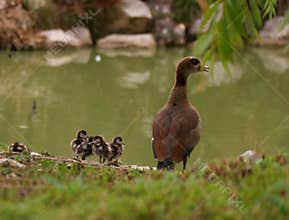 bird, goose, egyptian, ornithology, young geese, park, nature, a