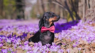 Stylish dog in bow tie in forest on lawn of crocuses is lost, looking confusion