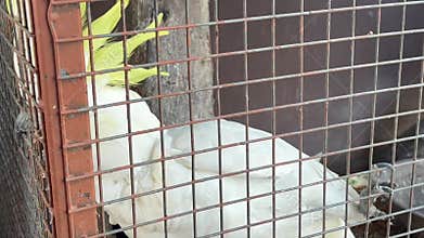 White umbrella cockatoo in a cage