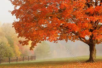 Autumn Maple Tree