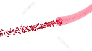 3D animation of artery or vein with the movement of red blood cells.