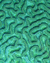 Brain Coral Detail