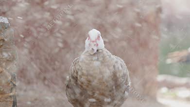 Duck is standing in the rain, its feathers wet and its gaze fixed. The background is a blur of soft colors, creating a