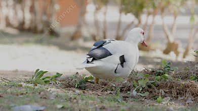 White and black duck forages in a park, searching for food in lush grass, feathers glistening in the sunlight