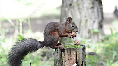 Squirrel with a hazelnut