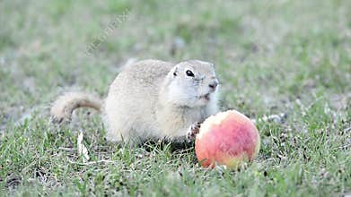 Gopher eats apple