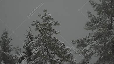 Amidst the snowy landscape, only trees are visible, adorned with a layer of snow