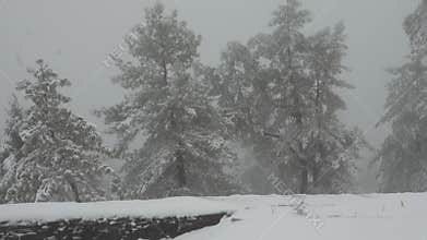 Snow covered trees swaying in the breeze amidst the mist shrouded and snow land.