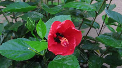 Time lapse of hibiscus flower