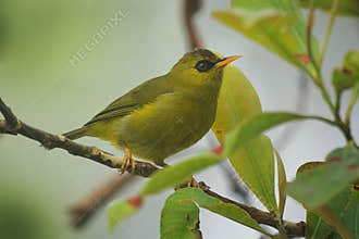 Mountain blackeye Zosterops emiliae also olive blackeye or simply black-eye, passerine bird in Zosteropidae endemic to the highest
