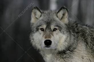 Grey wolf, Canis lupus