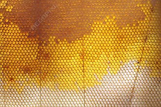 Honeycomb texture