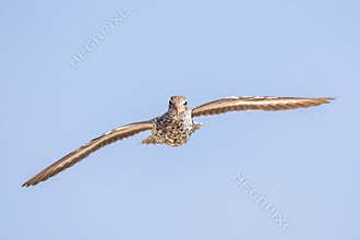 Spotted Sandpiper Flying Near A Lake