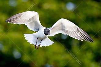 A Flying Laughing Gull Ready To Land