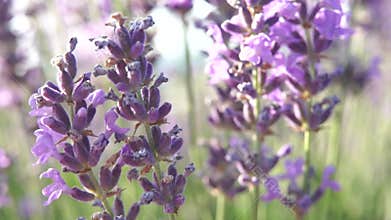 Lavender Flowers Field Bloom: Sunlight illuminates purple lavender flowers blooming in a field, showcasing their beauty