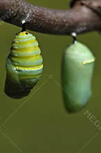 Monarch Chrysalis II