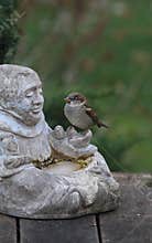 Male House Sparrow Perched on St. Fransis Statue Hand - Passer domesticus