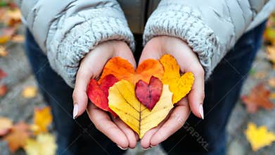 A close-up of hands holding vibrant heart-shaped autumn leaves