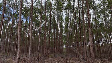 eucalyptus plantation in bahia