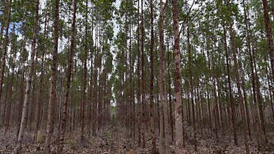 eucalyptus plantation in bahia