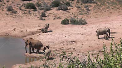 African elephant drinking at a waterhole in South Africa