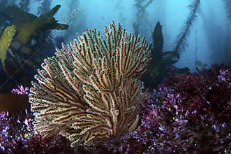 Gorgonian