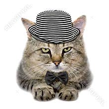 Cat in a hat and a butterfly tie