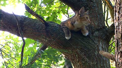 Kitten courage in tree