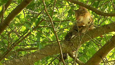 Kitten tree patrol; part 2