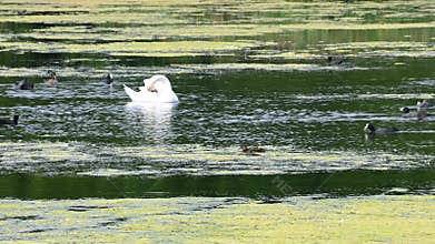 Waterfowl swim and clean their feathers in the pond. Goldeneye, coot, mute swan.t