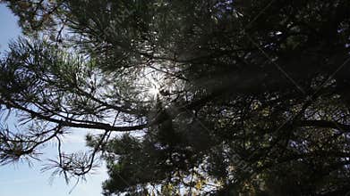 The Rays of the Sun Through the Dark Forest
