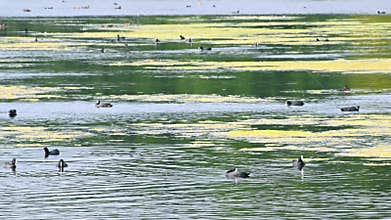 Waterfowl swim and clean their feathers in a pond. Coot.t