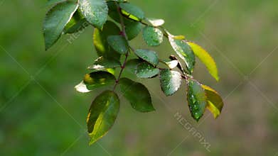 Dew Drops On The Leaves Of Roses. RAW Video 2