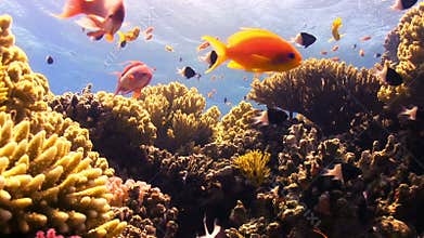 Colorful Fish on Vibrant Coral Reef