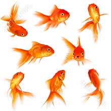 Goldfish