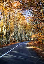 Autumn Road
