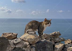 A striped cat with a white breast poses on a rock
