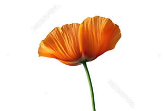 California poppy blossoms   in spring colors