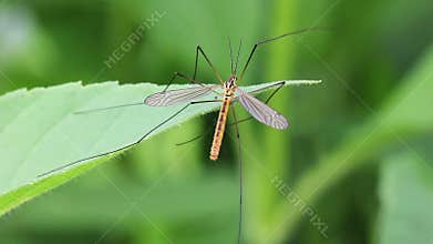 Mosquito on the leaf