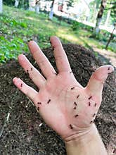 Close-up of ants crawling on a human hand in nature