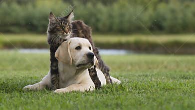 Cat and puppy