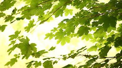 Leaves