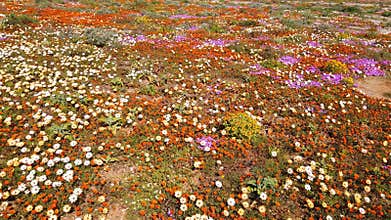 Colorful blooming wildflowers, Namaqualand, Northern Cape, South Africa