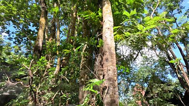 Skies and tropical flora in a village in Chiang Rai Thailand