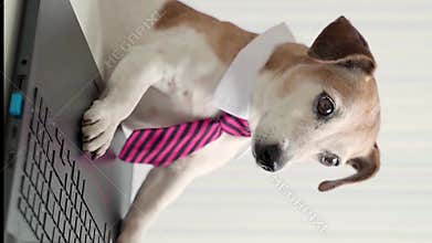 dog wearing tie and white collar office style working with laptop